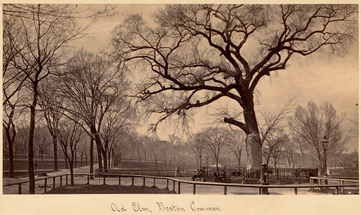 Old Elm